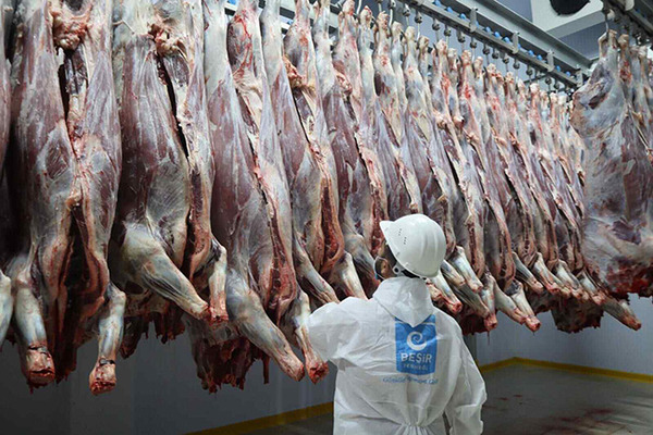 akika kurban bağışı ile kesilen hayvanlar kontrol ediliyor.